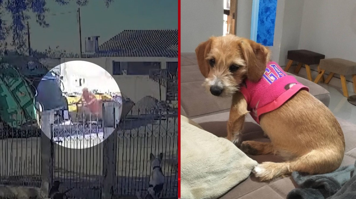 Cadela foge, é atropelada por caminhão de lixo e tem corpo jogado em compactador, no Paraná; município pediu afastamento de coletores