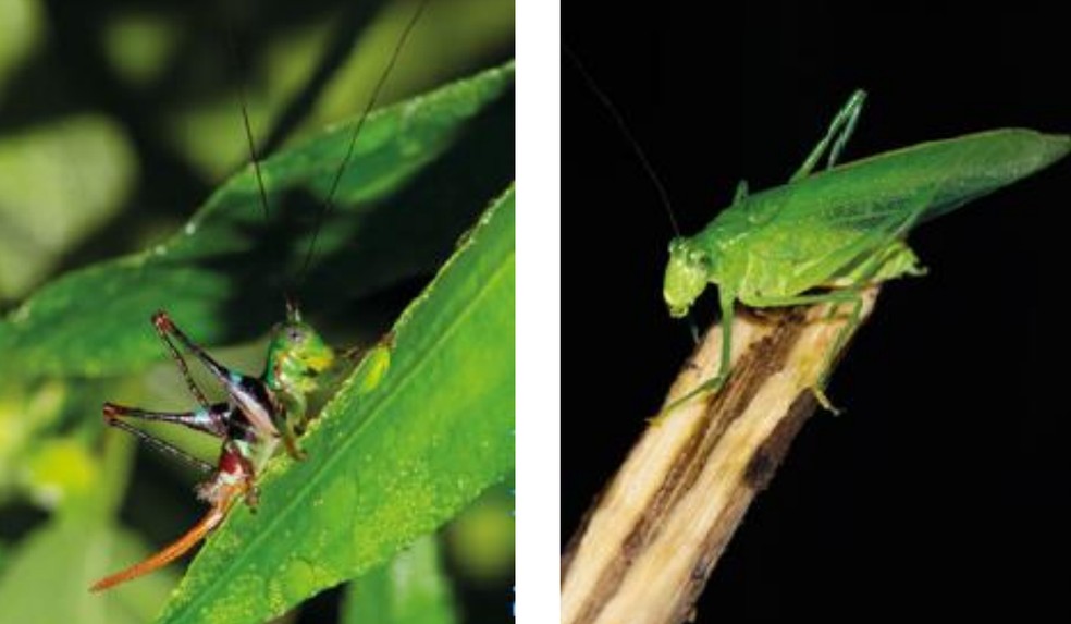 Expedição no AM revela riquezas únicas da sociobiodiversidade da região. — Foto: Miguel Coutinho Moretta Monteiro