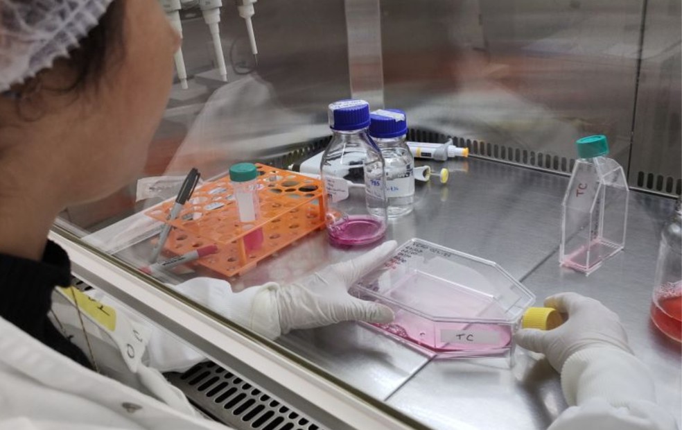 Testes 'in vitro' foram feitos por pesquisadores do Instituto de Biociências, Letras e Ciências Exatas da Unesp, em Rio Preto (SP) — Foto: Fapesp/Divulgação