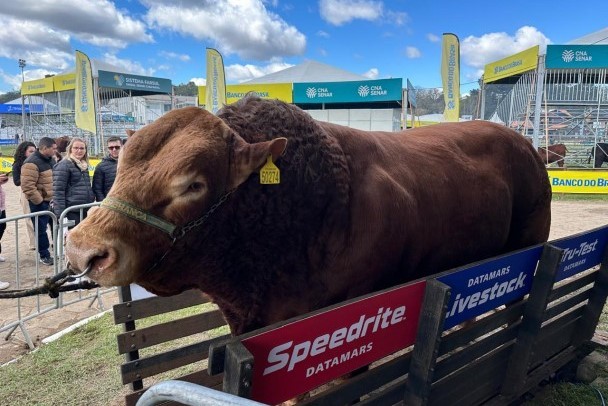 Com 1,45 tonelada, touro Hudson ganha título de animal mais pesado da Expointer pelo segundo ano consecutivo