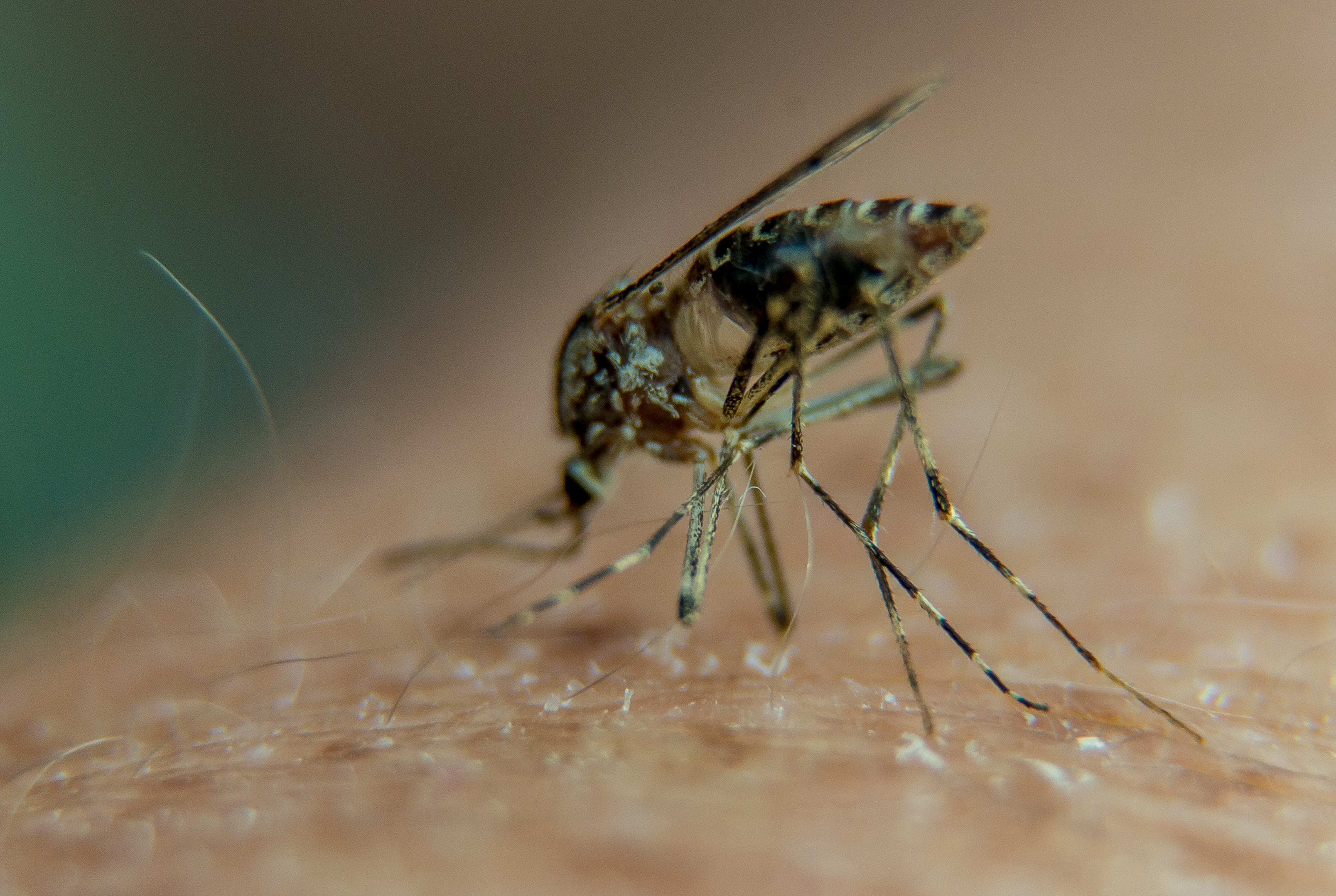 Por que os mosquitos picam mais algumas pessoas do que outras?