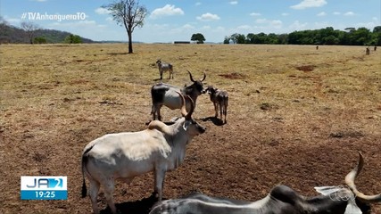 Confira os destaques do Jornal do Campo deste domingo (9)