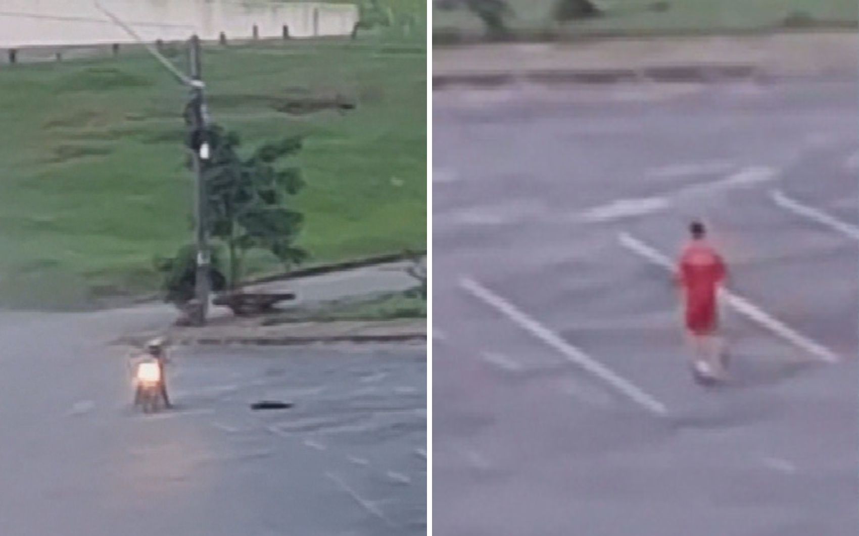 Bombeiro atira e mata cachorro após ser atacado, em Goiânia; vídeo