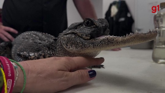 'Jawlene': crocodilo-fêmea sem maxilar superior é resgatada na Flórida - Programa: G1 Mundo 