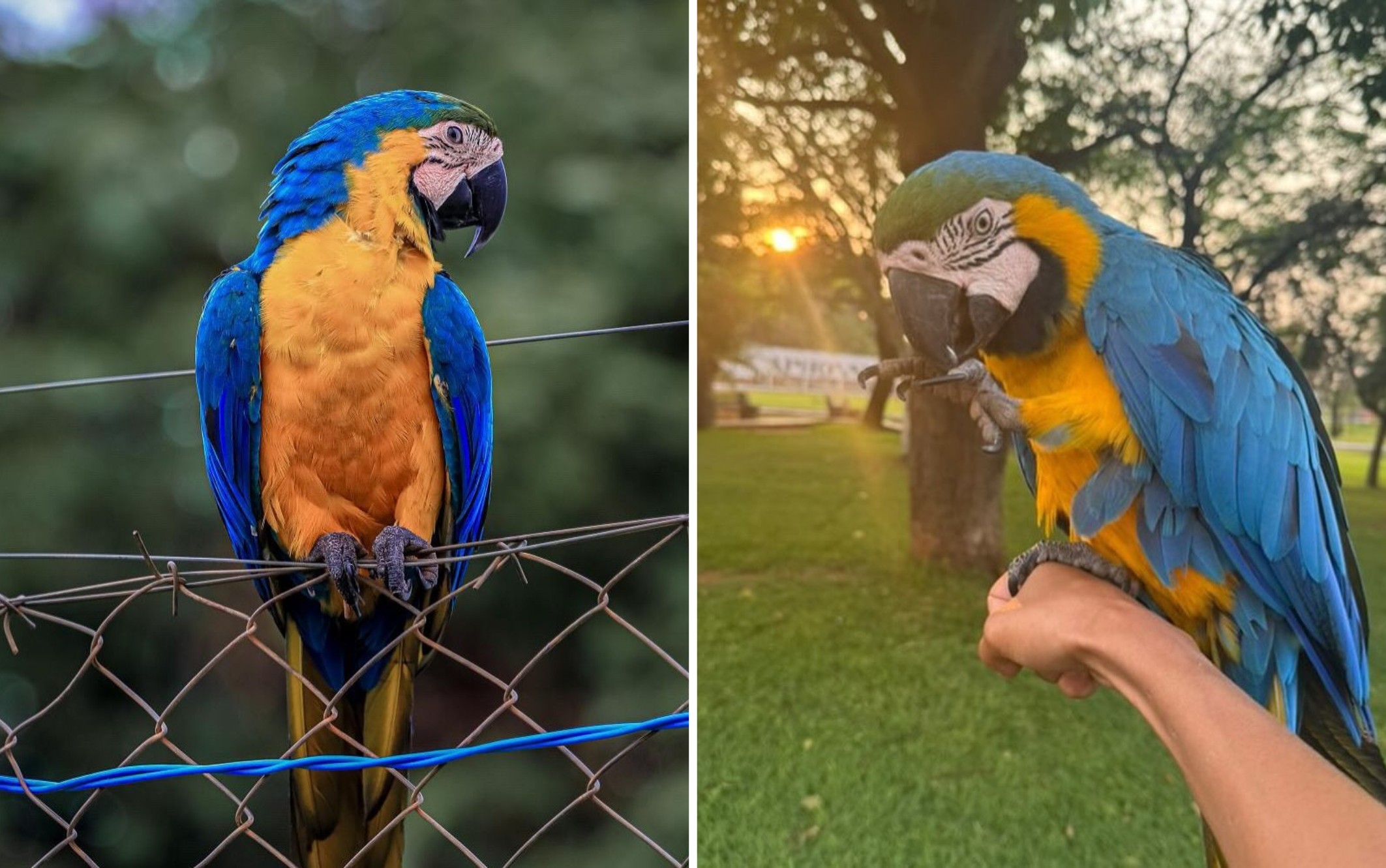 Famosa em Trindade, Arara Pipoca morre após ter asas cortadas e levar choque em fiação