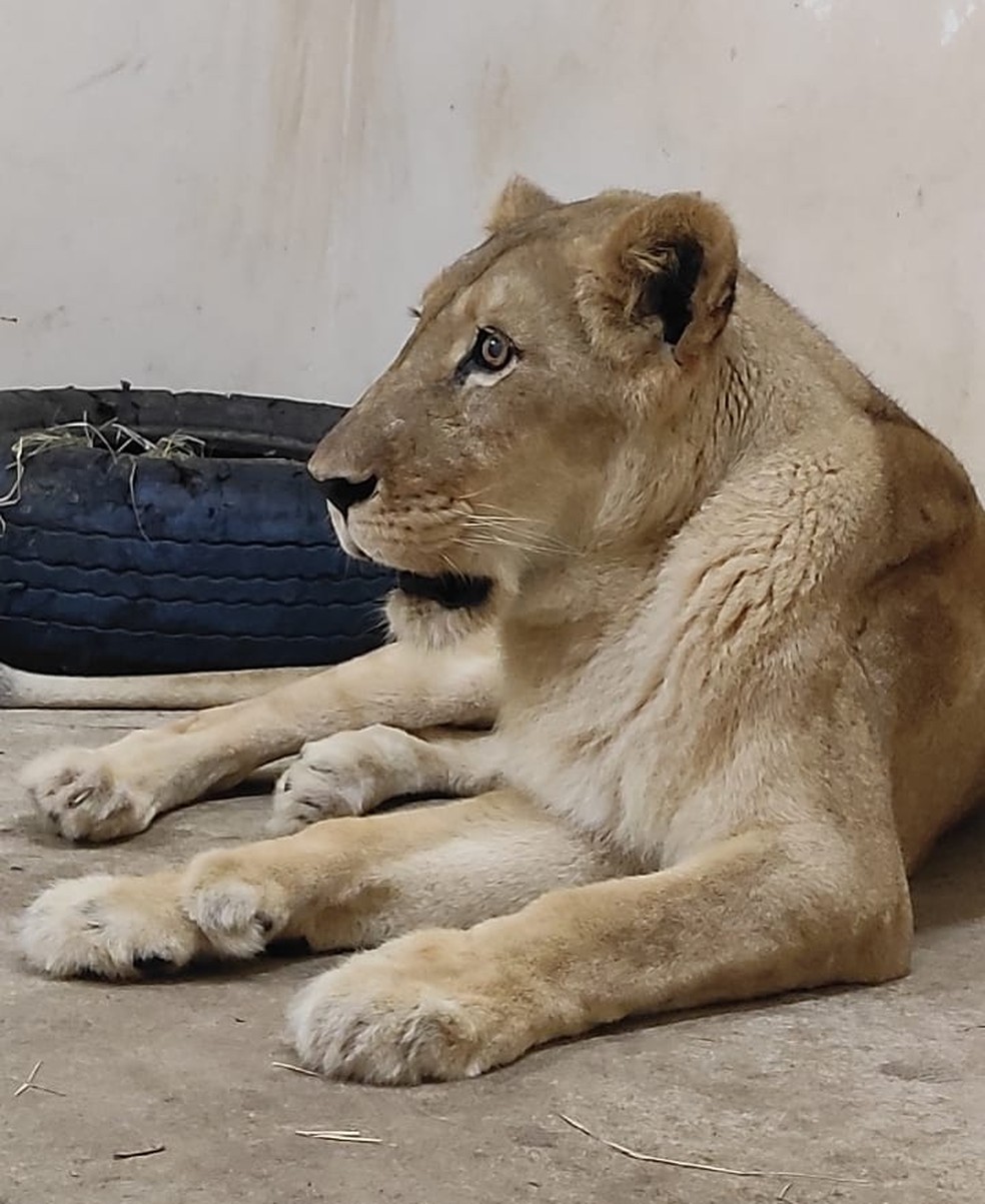 Mimi tem 17 anos e foi transferida do zoológico de Teresina, no Piauí, para a Bica de João Pessoa — Foto: Patrícia Cantisani/Divulgação/Parque Zoobotânico Arruda Câmara