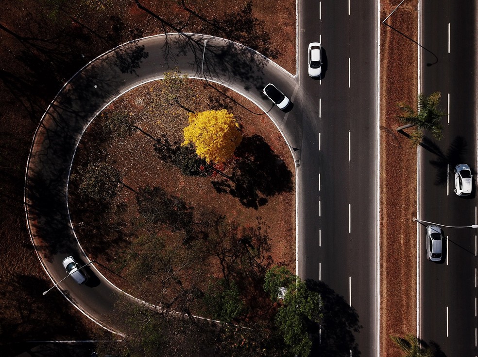  Vista aérea de um ipê-amarelo (Handroanthus serratifolius) na região central de Brasília. — Foto: Sergio Lima/AFP