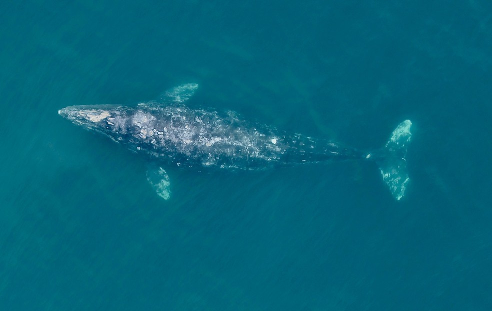 Imagem de drone de uma baleia-cinzenta na costa do Oceano Pacífico, no Oregon. — Foto: Instituto de Mamíferos Marinhos/Universidade Estadual do Oregon