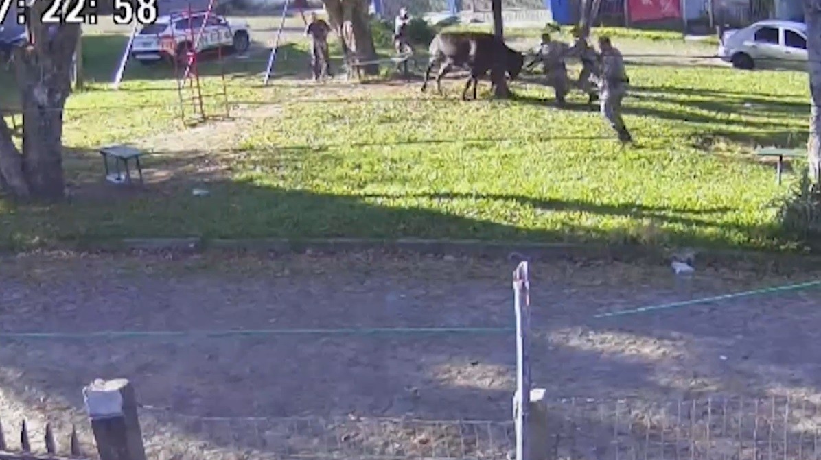 VÍDEO: Touro solto na rua ataca PMs em Porto Alegre; um deles ficou ferido