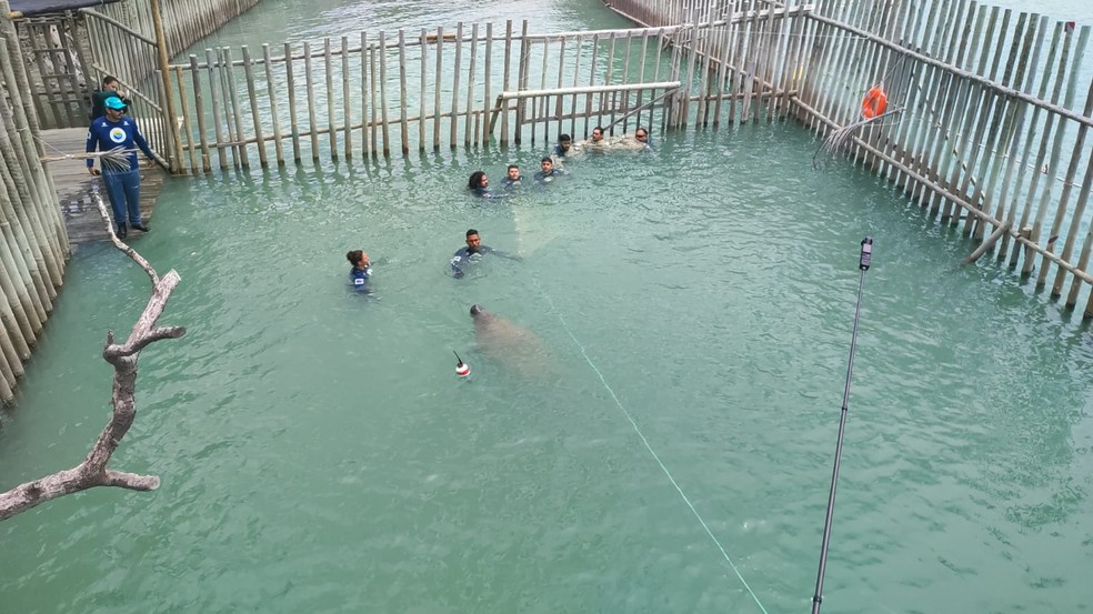 Peixe-boi Angelina foi solta nesta quarta-feira (28) — Foto: Divulgação