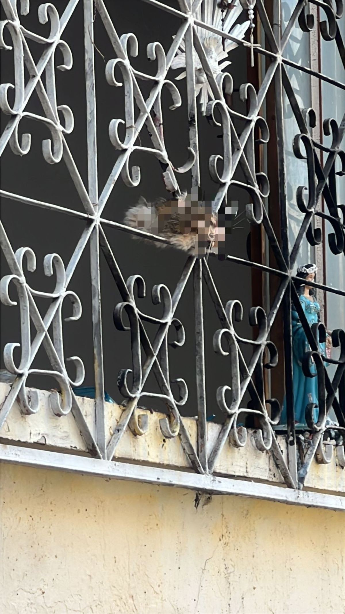 Cabeça de gato pendurada em janela de casa mobiliza polícia e gera investigação em Divinópolis