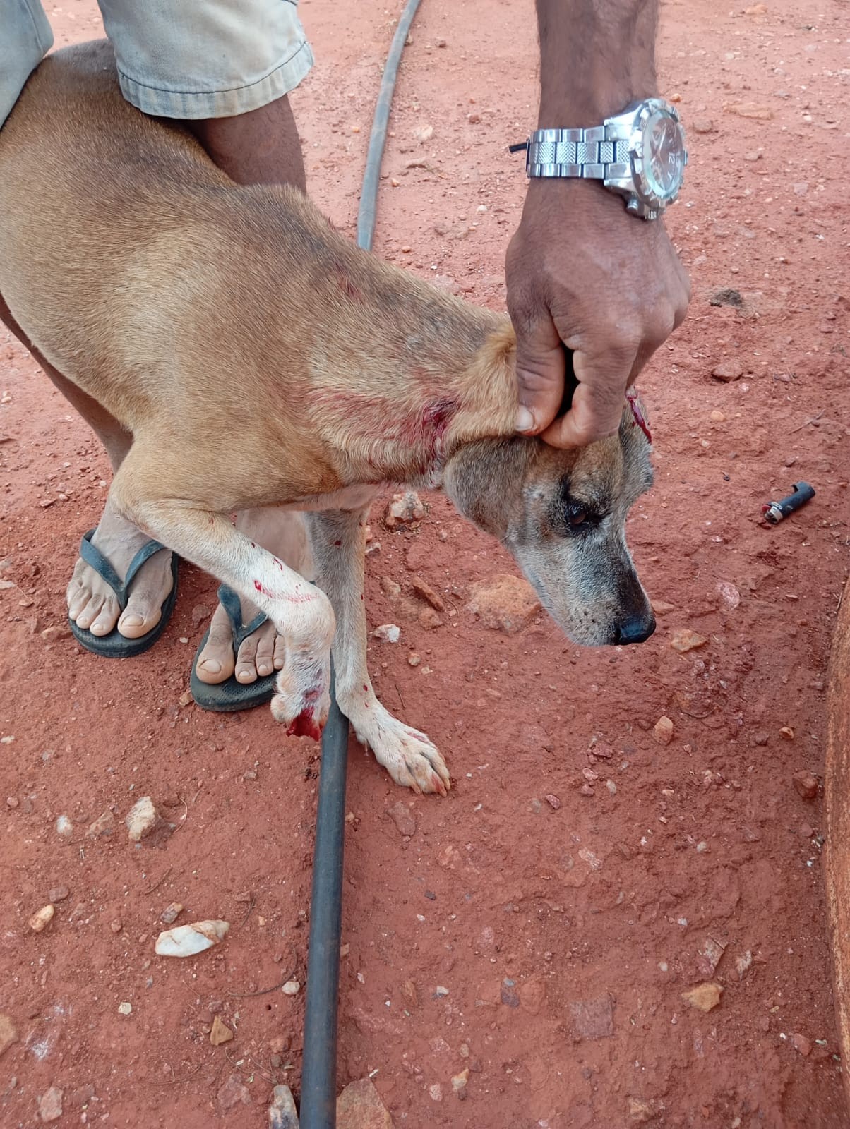 Cachorro é baleado em Afrânio:  Polícia Civil trata o caso como crime de extrema crueldade