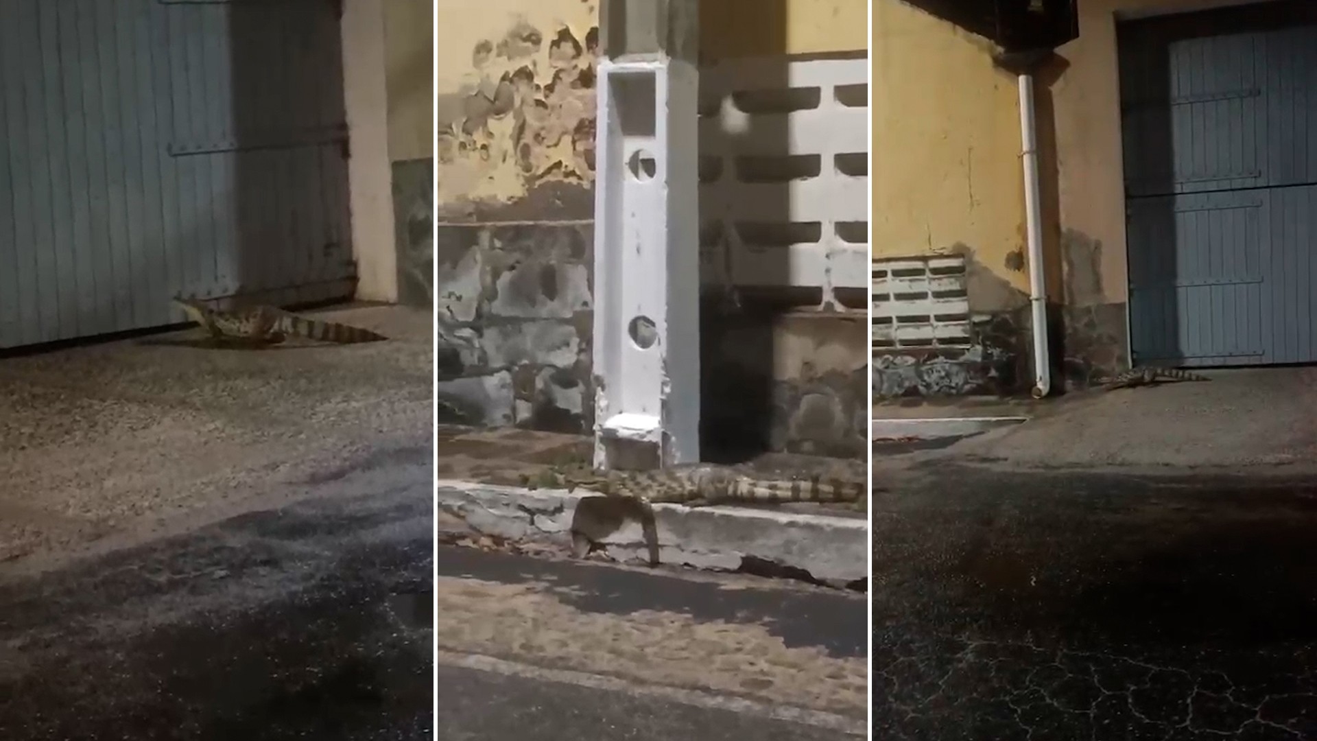 Jacarés são flagrados em rodovia e perto de bar no PI; proximidade com rios explica aparições