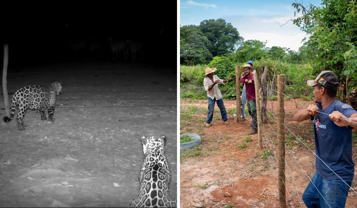 VÍDEO: Cerca 'educativa' reduz ataques de onças em 83% e vira aliada de fazendeiros no Pantanal