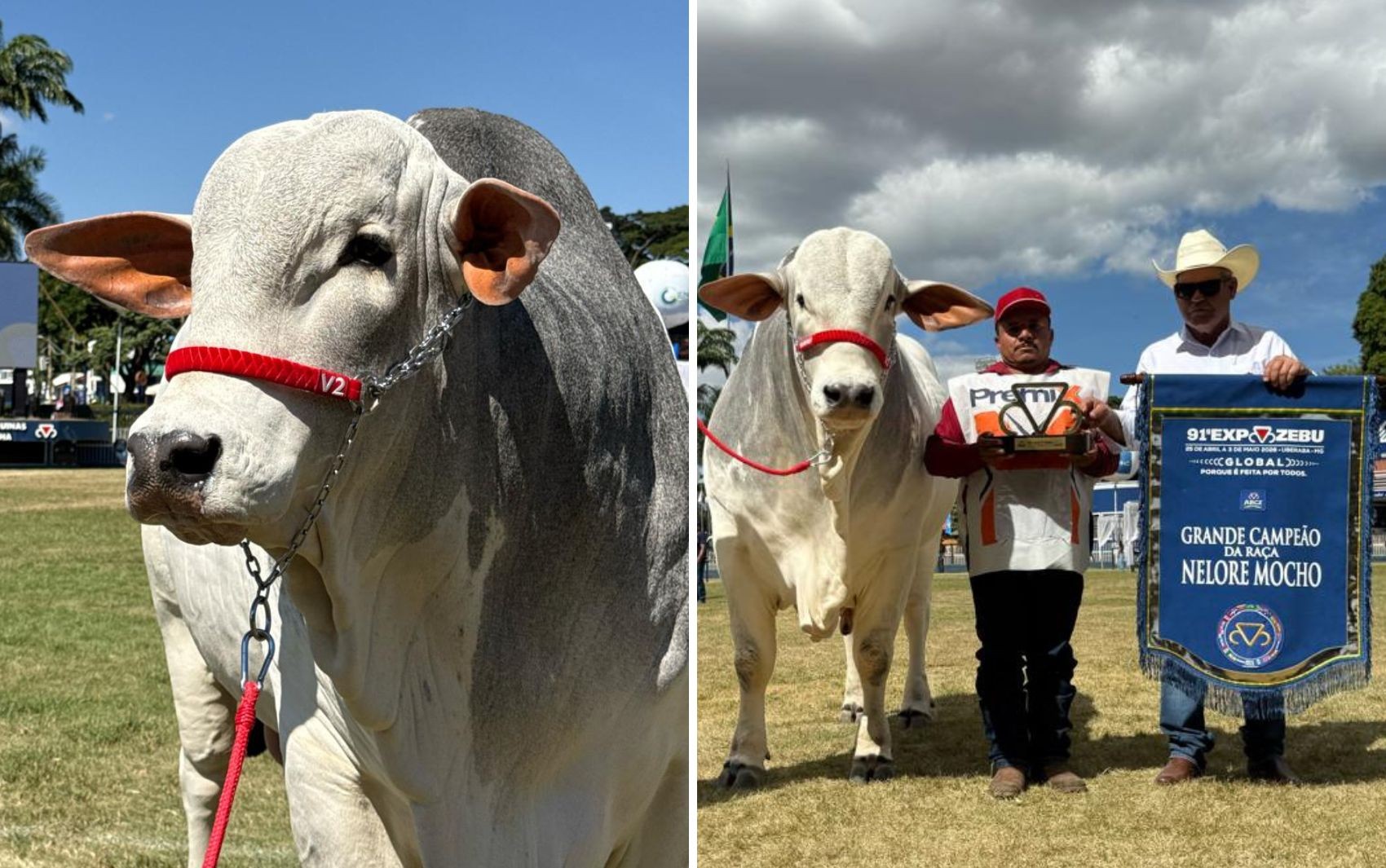 Mais de 10 títulos e segurança 24 horas: conheça touro goiano que foi Grande Campeão da ExpoZebu na categoria Nelore Mocho