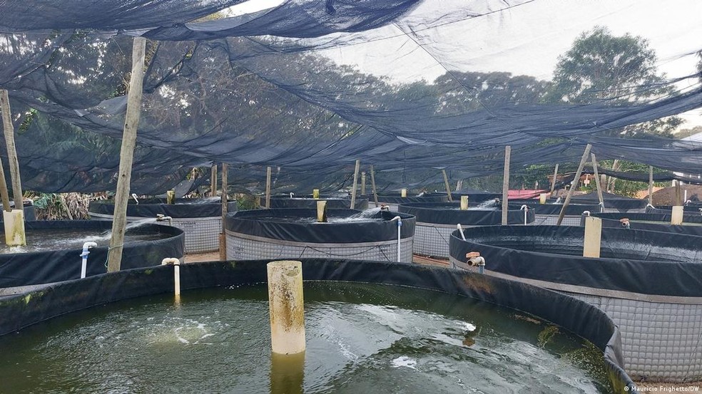 Criação de tilápias em Minas Gerais. O setor de piscicultura brasileiro questiona desde 2018 a abrangência no banimento das exportações — Foto: Maurício Frighetto/DW