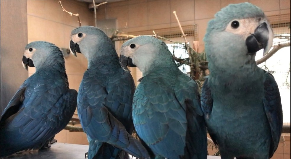 Ararinhas no viveiro na Alemanha — Foto: ACTP