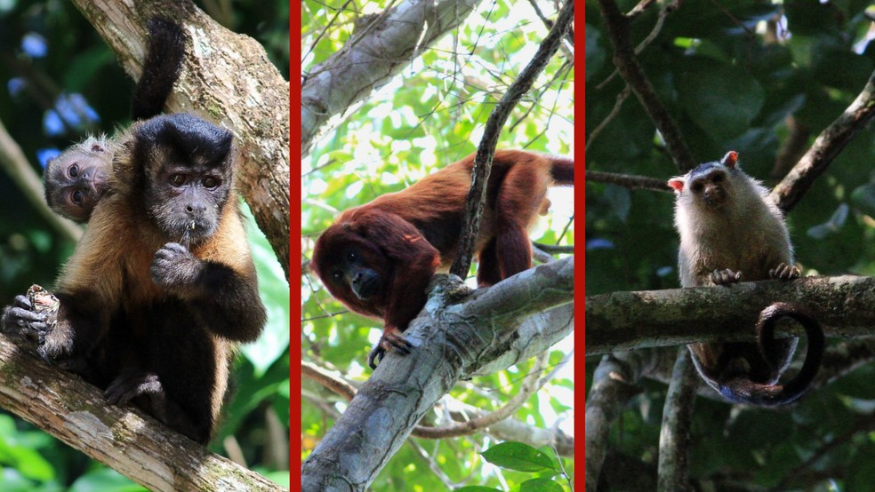 Da esquerda para a direita: macaco-prego (Sapajus apella), bugio-vermelho (Alouatta puruensis) e mico-de-schneider (Mico schneideri). — Foto: Ivã Schuster