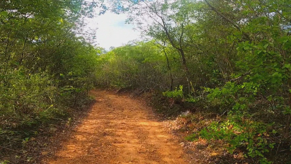 Bioma da Caatinga ocupa mais da metade do território nordestino — Foto: Reprodução/TV Globo