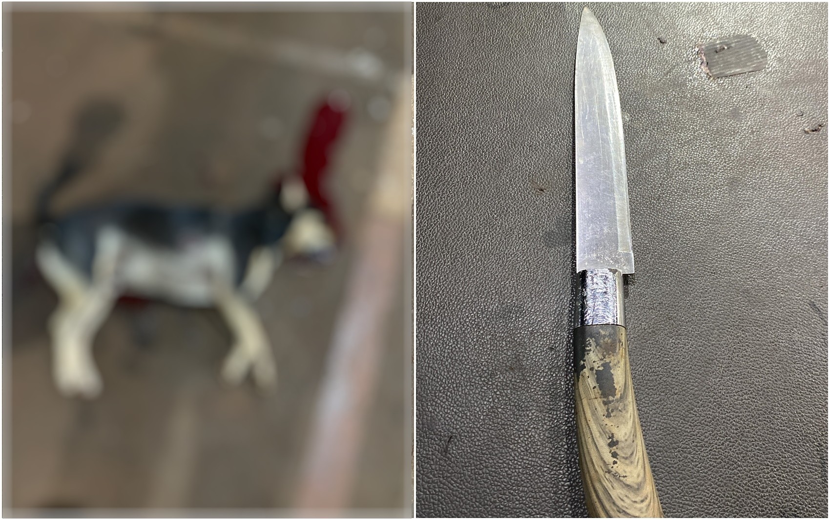 Homem é suspeito de matar cachorro a facadas, em Rio Verde