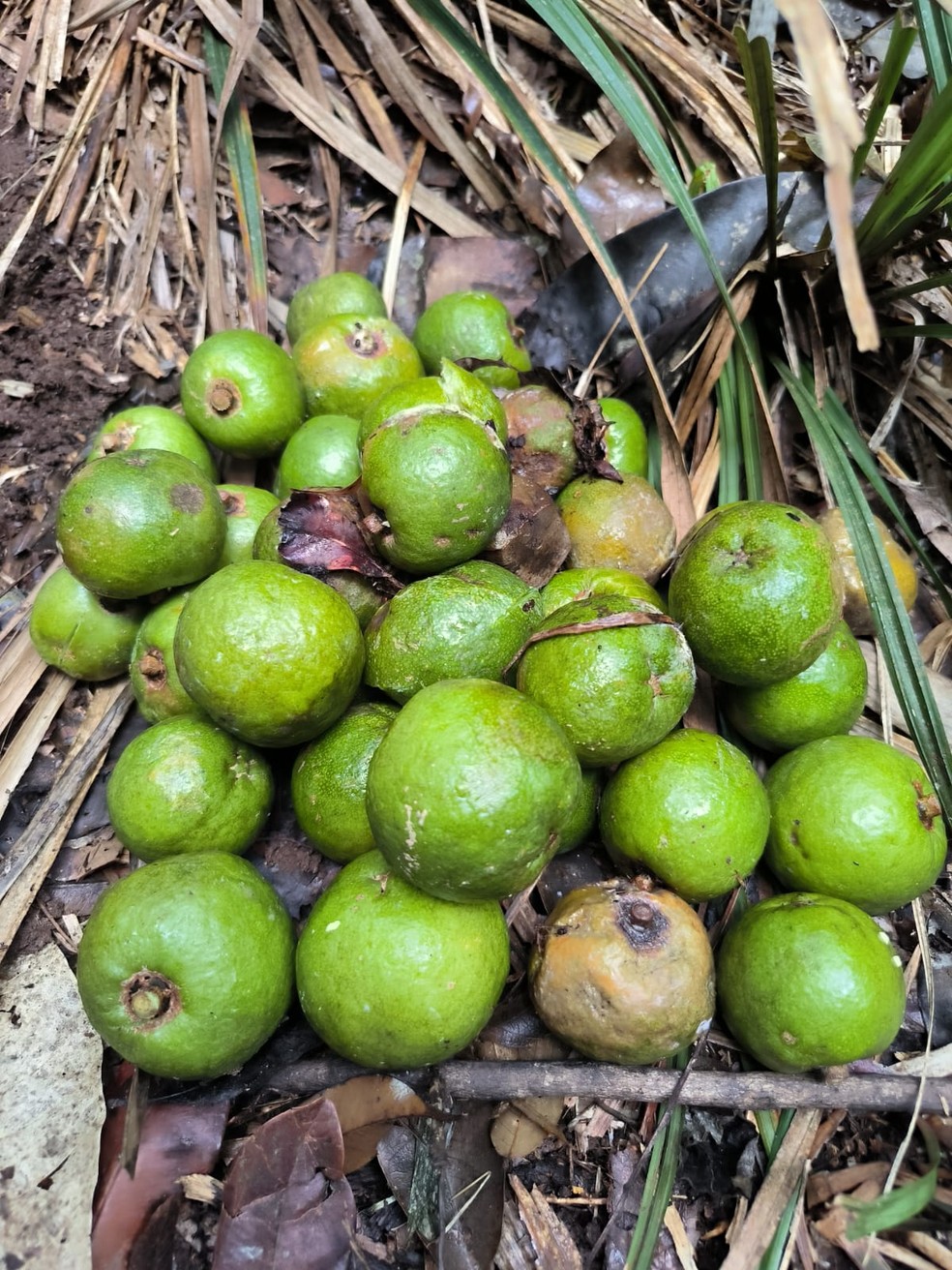 Árvore 'raríssima' que não era vista há mais de 50 anos em SP e com potencial medicinal é encontrada na Mata Atlântica em Ubatuba — Foto: José Ataliba