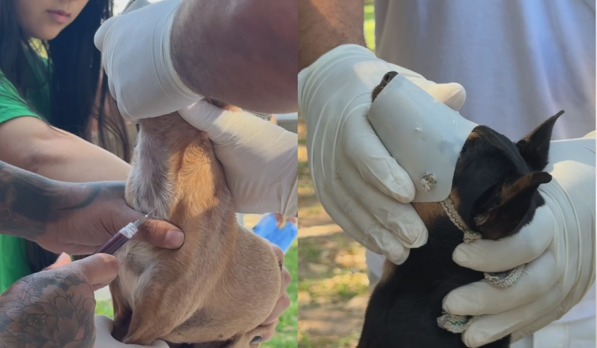 Presidente Prudente tem quase 170 casos de leishmaniose em cães; prefeitura amplia testagem
