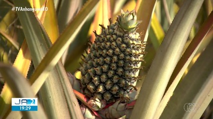 Confira os destaques do Globo Rural deste domingo (9)