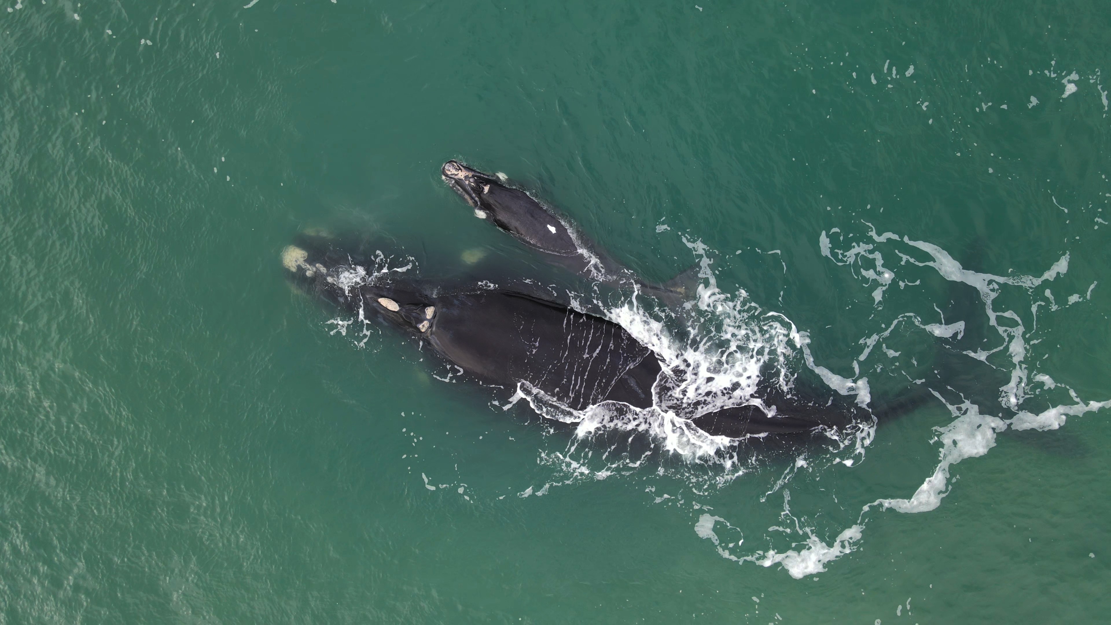 Baleia-franca Zimba reaparece com novo filhote em SC