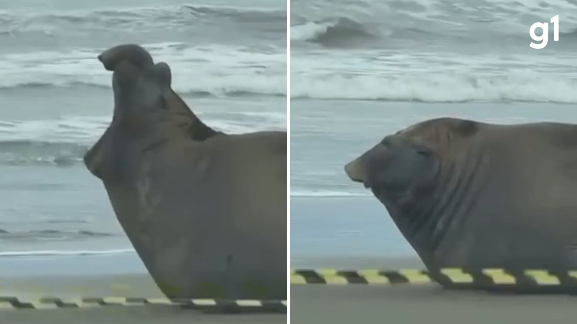 Bateu o sono? Aos bocejos, elefante-marinho descansa e chama a atenção em beira de praia no RS; VÍDEO