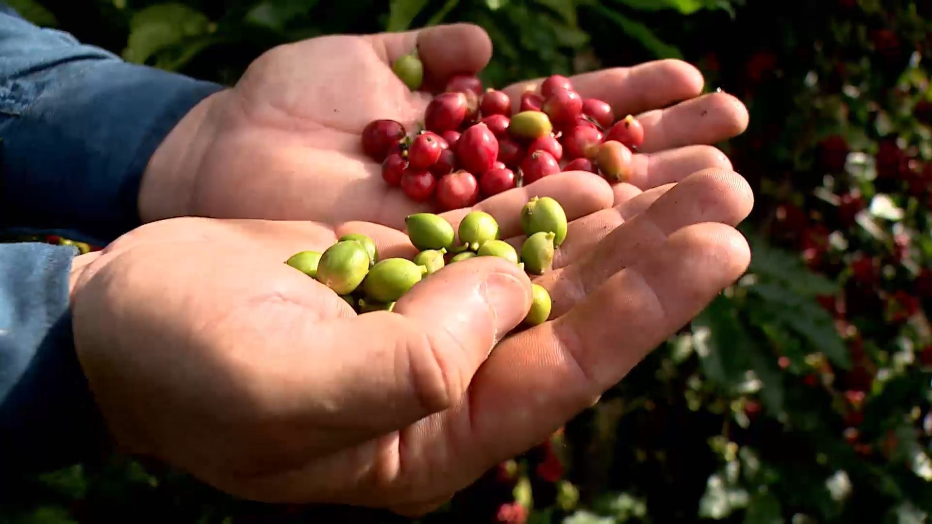 Verde ou vermelho? Produtores têm perdas maiores quando café é colhido antes do tempo, comprova estudo