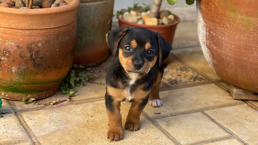 Tutor transforma pet em personagem de história em quadrinhos e protagonista de livro em Marília (SP) — Foto: Arquivo pessoal