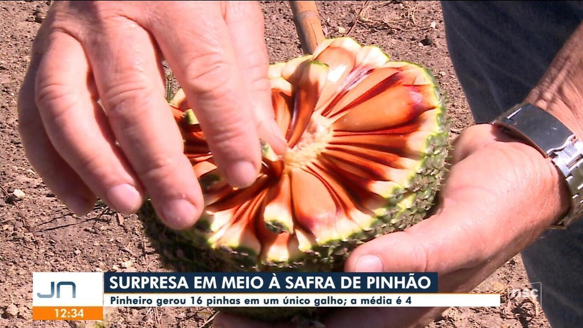 Araucária produz 16 pinhas em apenas um galho na Serra de SC Campo e