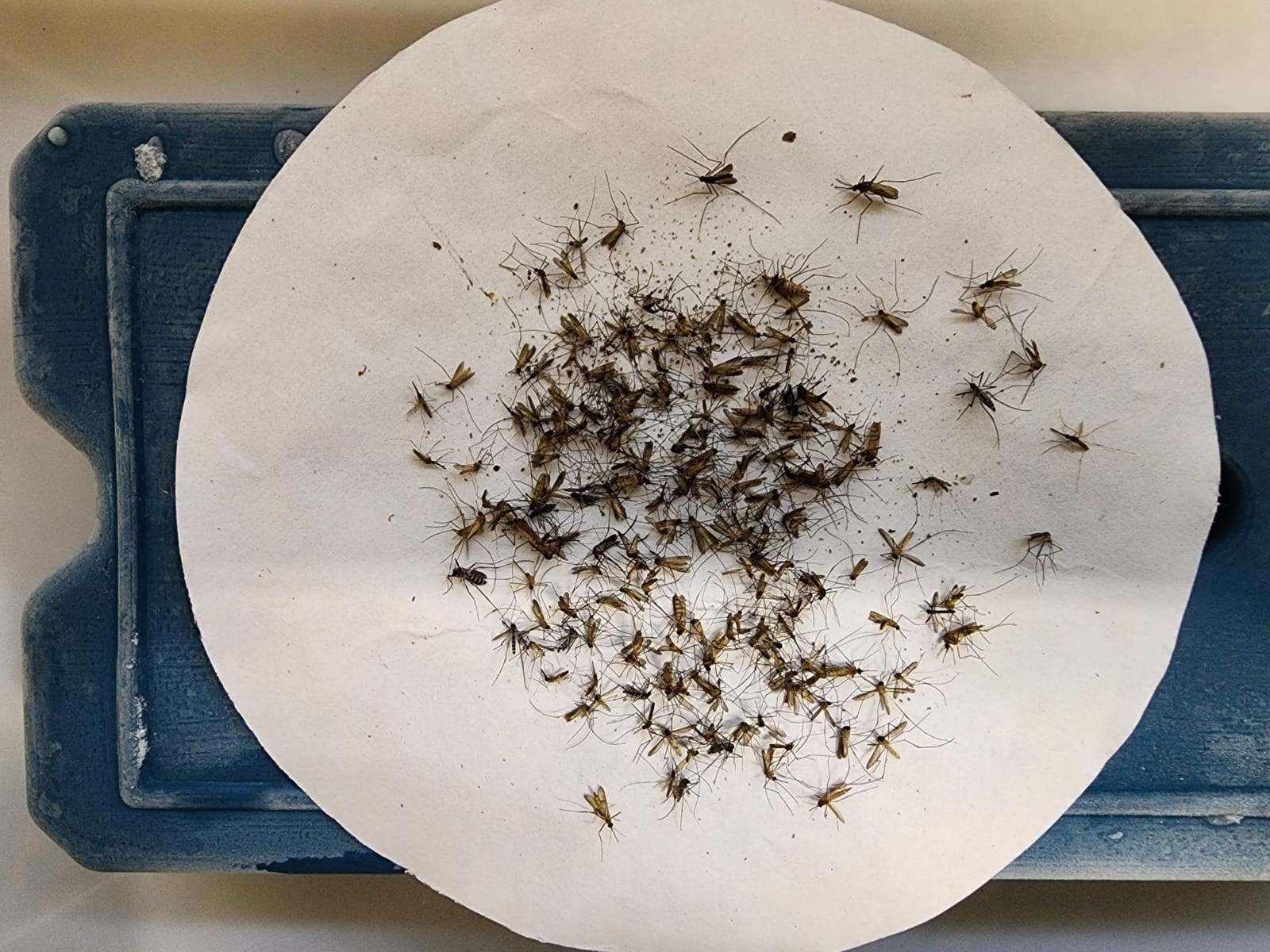 Mosquito transmissor da febre amarela silvestre é encontrado pela primeira vez em SC; veja cidades