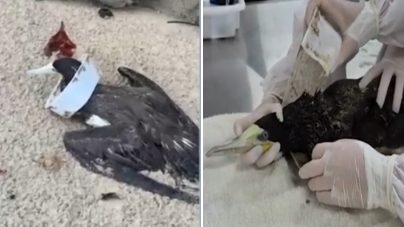 VÍDEO: Ave marinha é resgatada com pote de plástico preso ao pescoço em Ubatuba