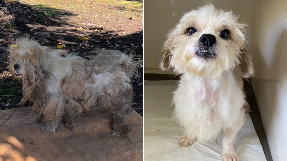 Fotos mostram o antes e o depois do cachorrinho — Foto: Polícia Civil