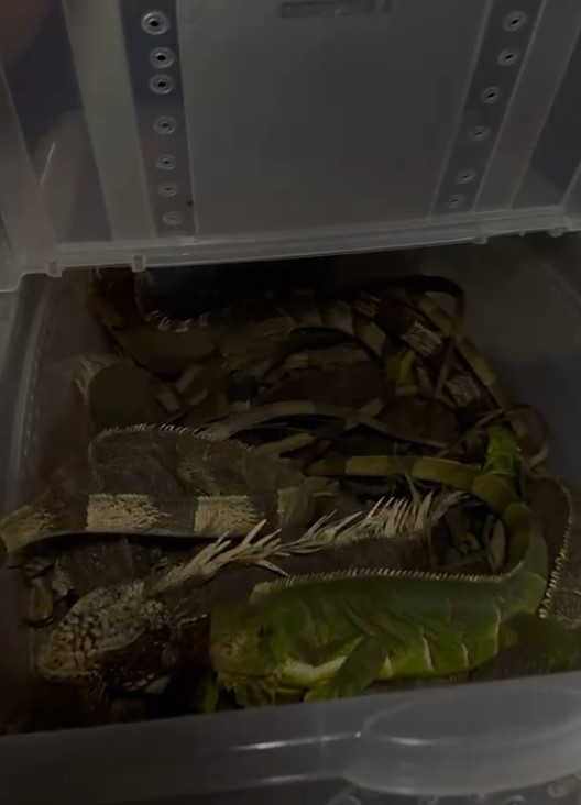 Mais de 40 iguanas são resgatadas em área urbana de Campina Grande