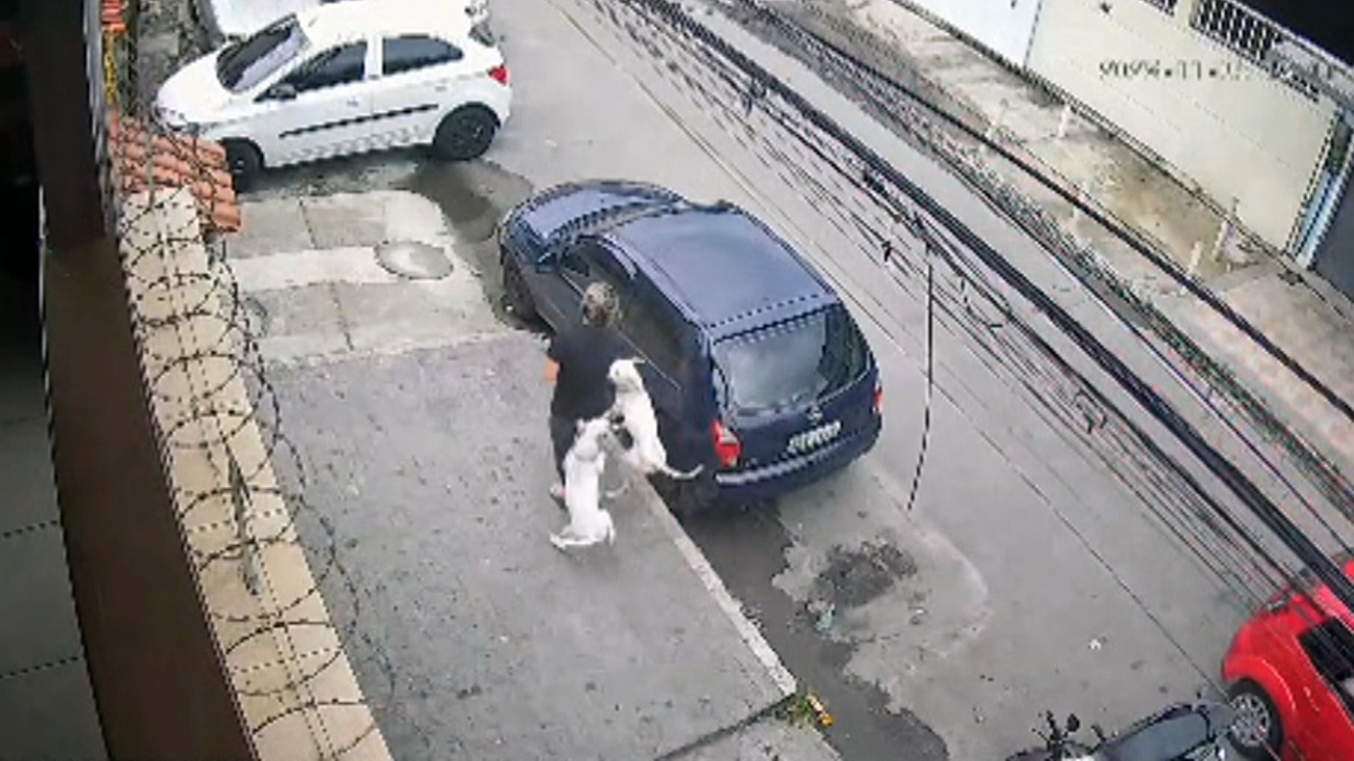 VÍDEO: mulher é atacada por pitbulls em Realengo