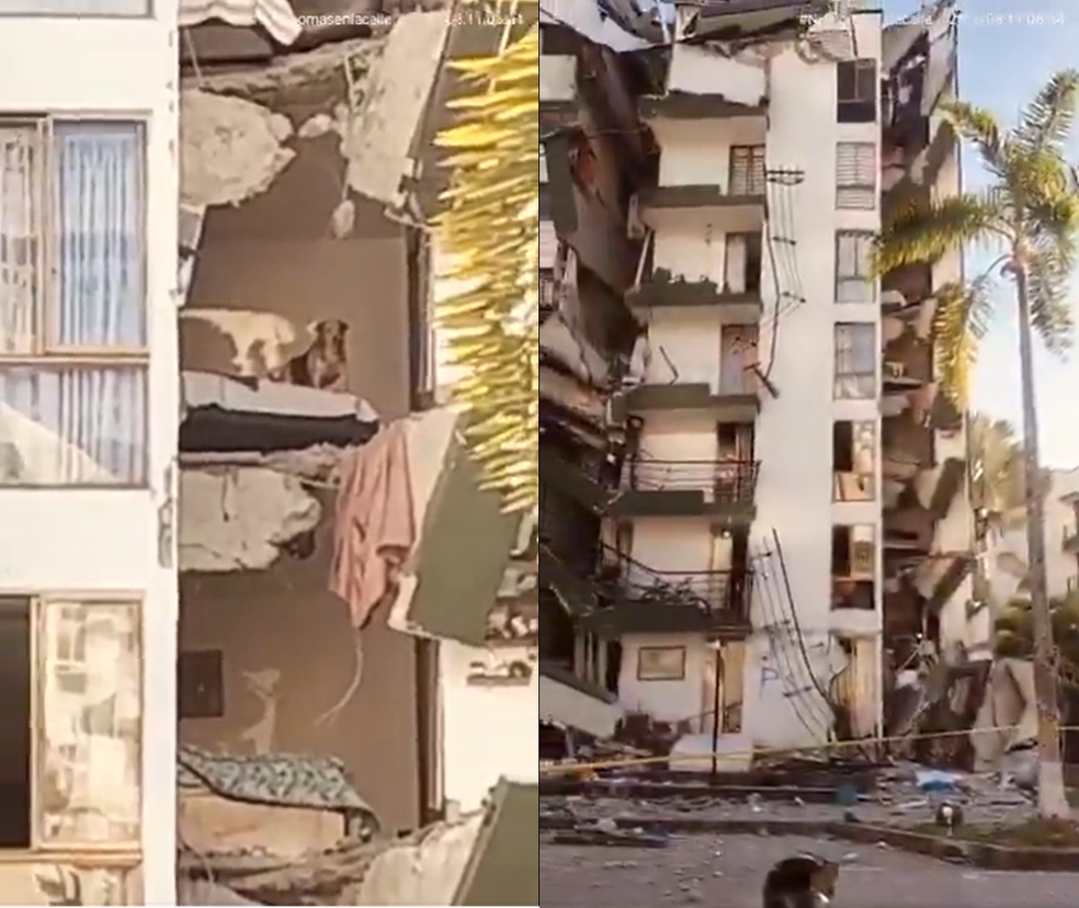 O cachorrinho ficou preso no quinto andar de um prédio que desabou na cidade de Pereira, no oeste da Colômbia, após o forte terremoto que atingiu a cidade — Foto: Reproução: redes sociais
