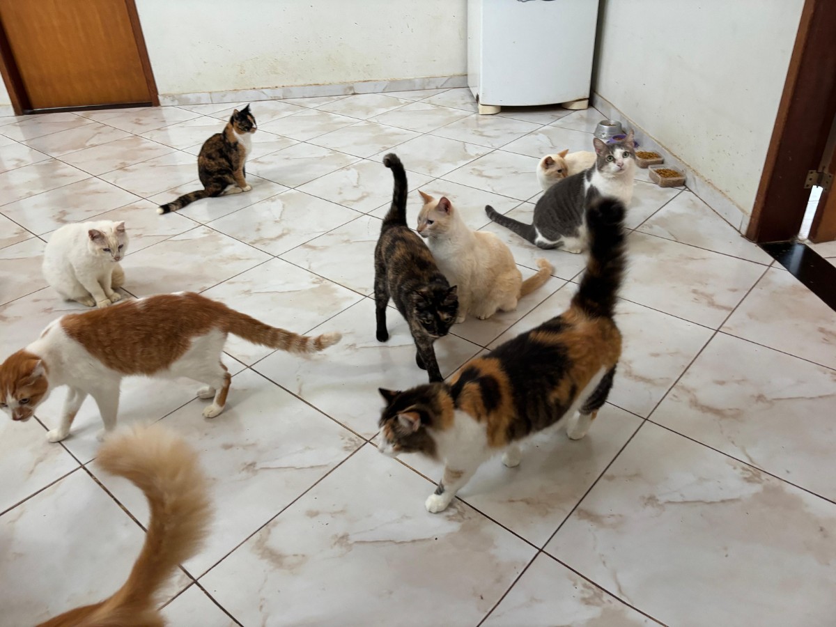 Despejo de tutor de 104 gatos vira problema de saúde pública e cidade pede ajuda para acolher animais: 'Situação desafiadora'