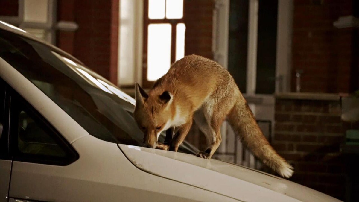 The “urban” fox from London hides leftovers even on the hood of a car;  Watch the video |  Globo Reporter