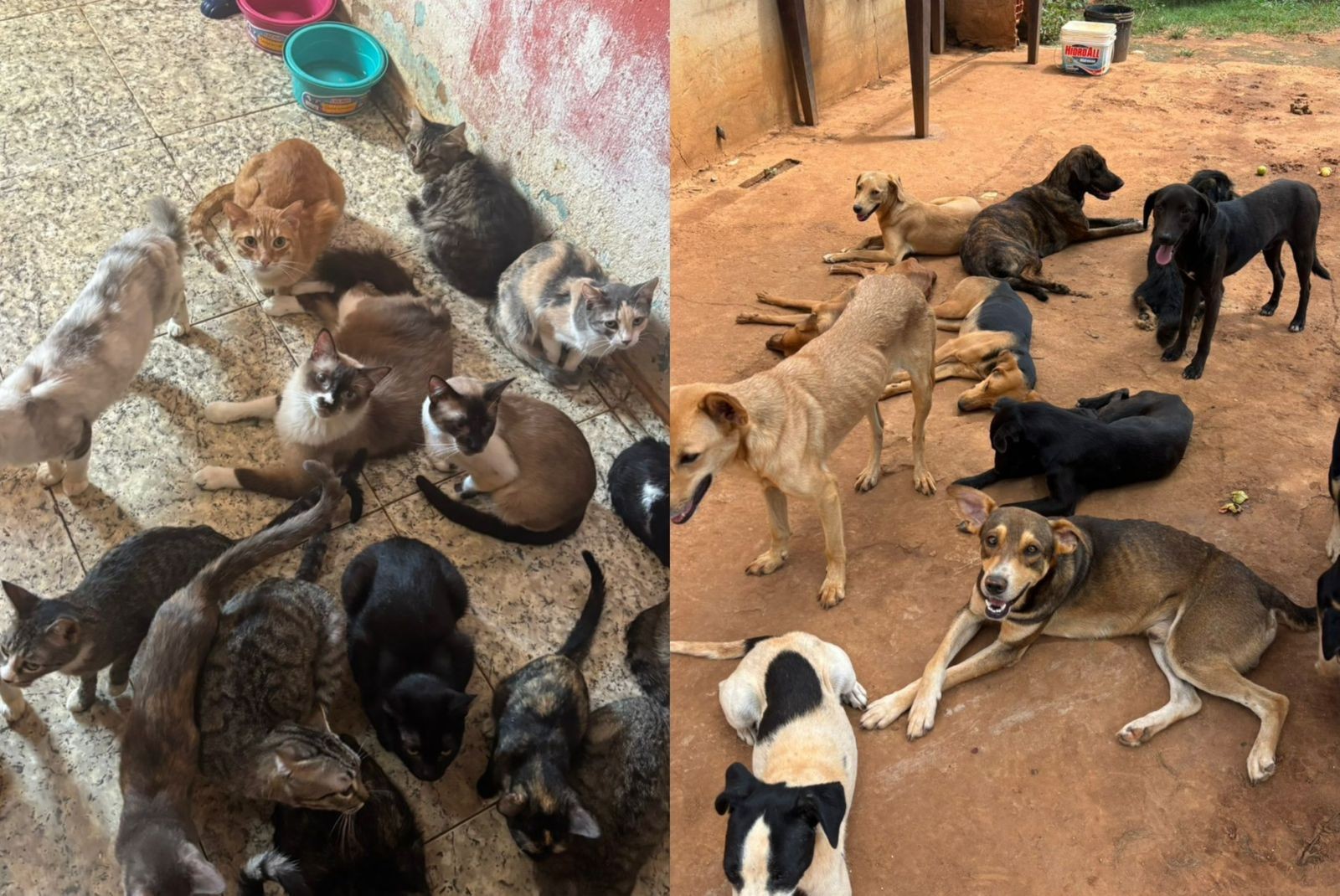 Aumento nos casos de maus-tratos a animais no interior de SP acende alerta: 'Precisamos de leis mais fortes', diz presidente da OAB