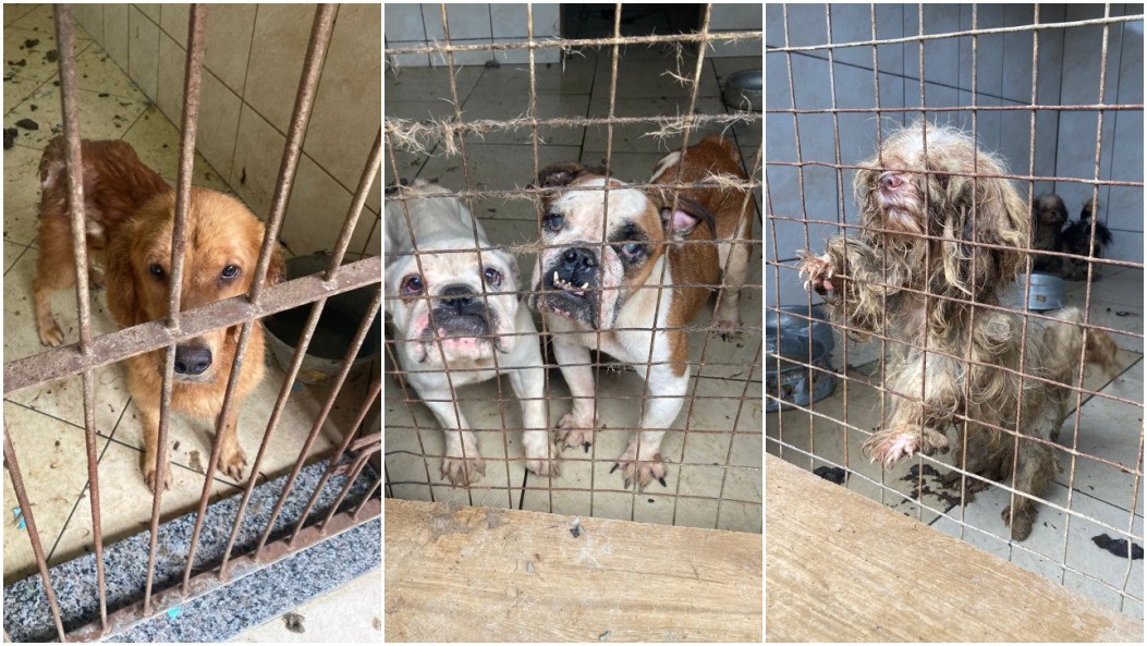 Mais de 50 animais de raça são resgatados em SC, e tutora presa alega que cães e gatos eram de ex-companheiro