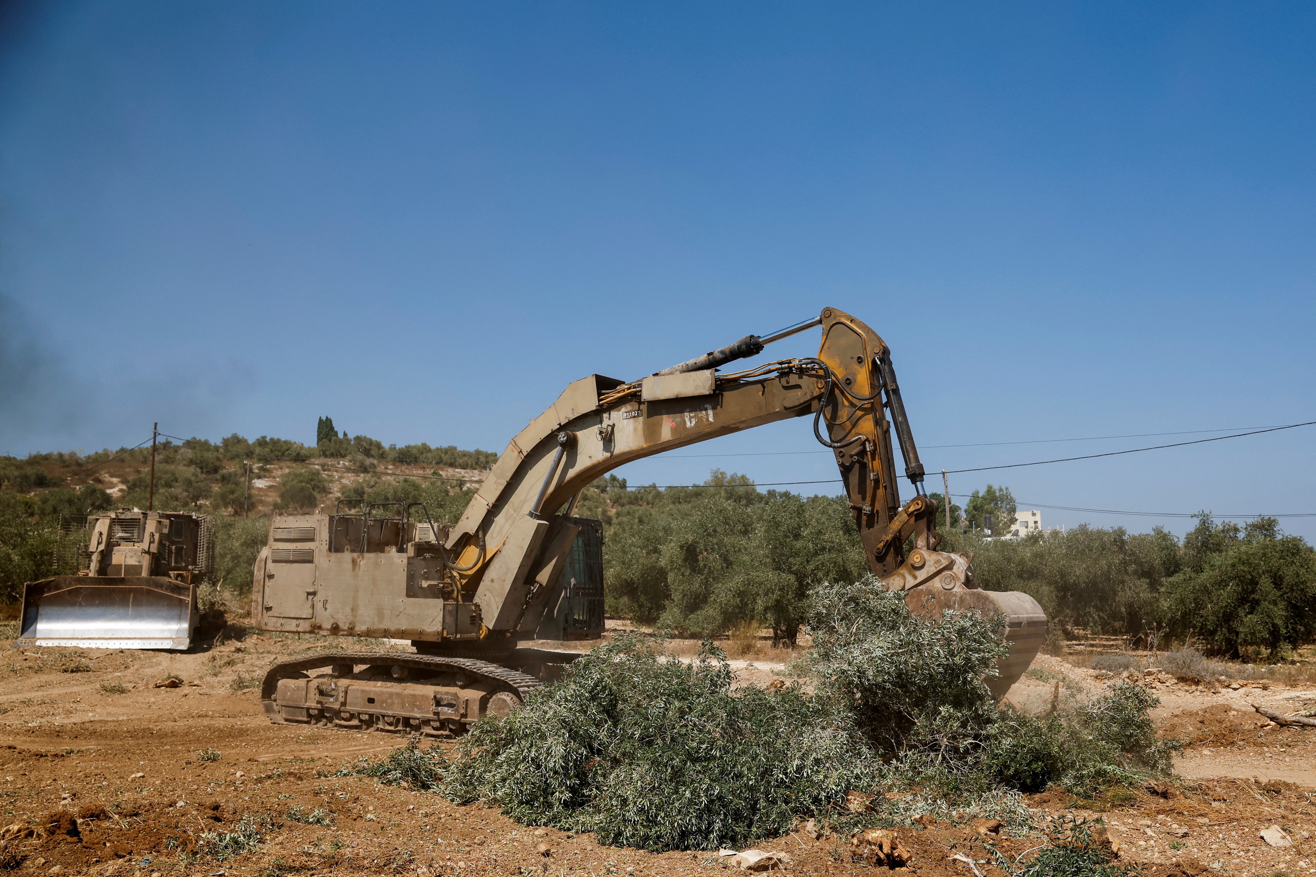 'Não nos deixaram nada': Israel arranca oliveiras palestinas pouco antes de colheita na Cisjordânia