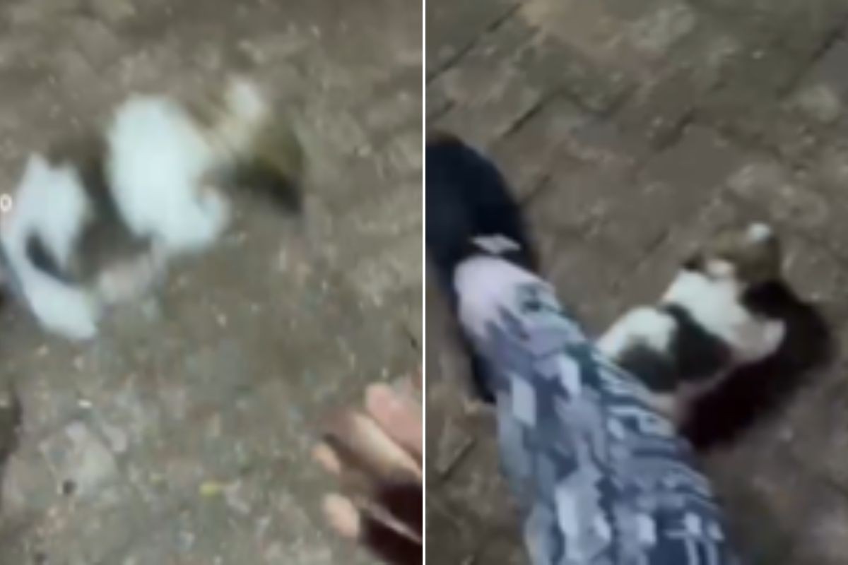 Influencer é presa após gravar e postar vídeo chutando filhote de cachorro em MS