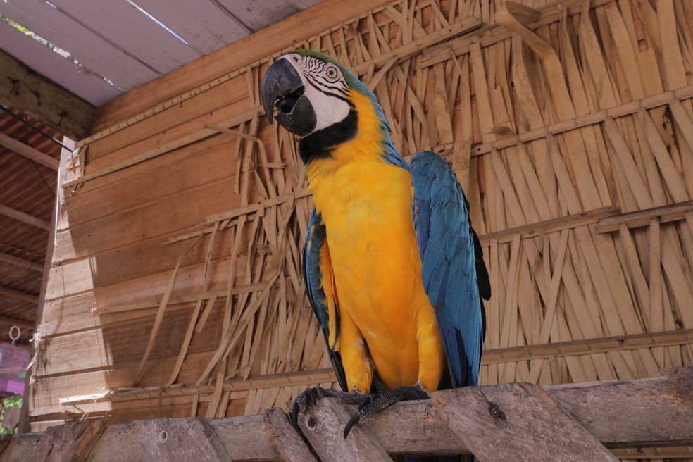 Arara na Amazônia — Foto: Divulgação