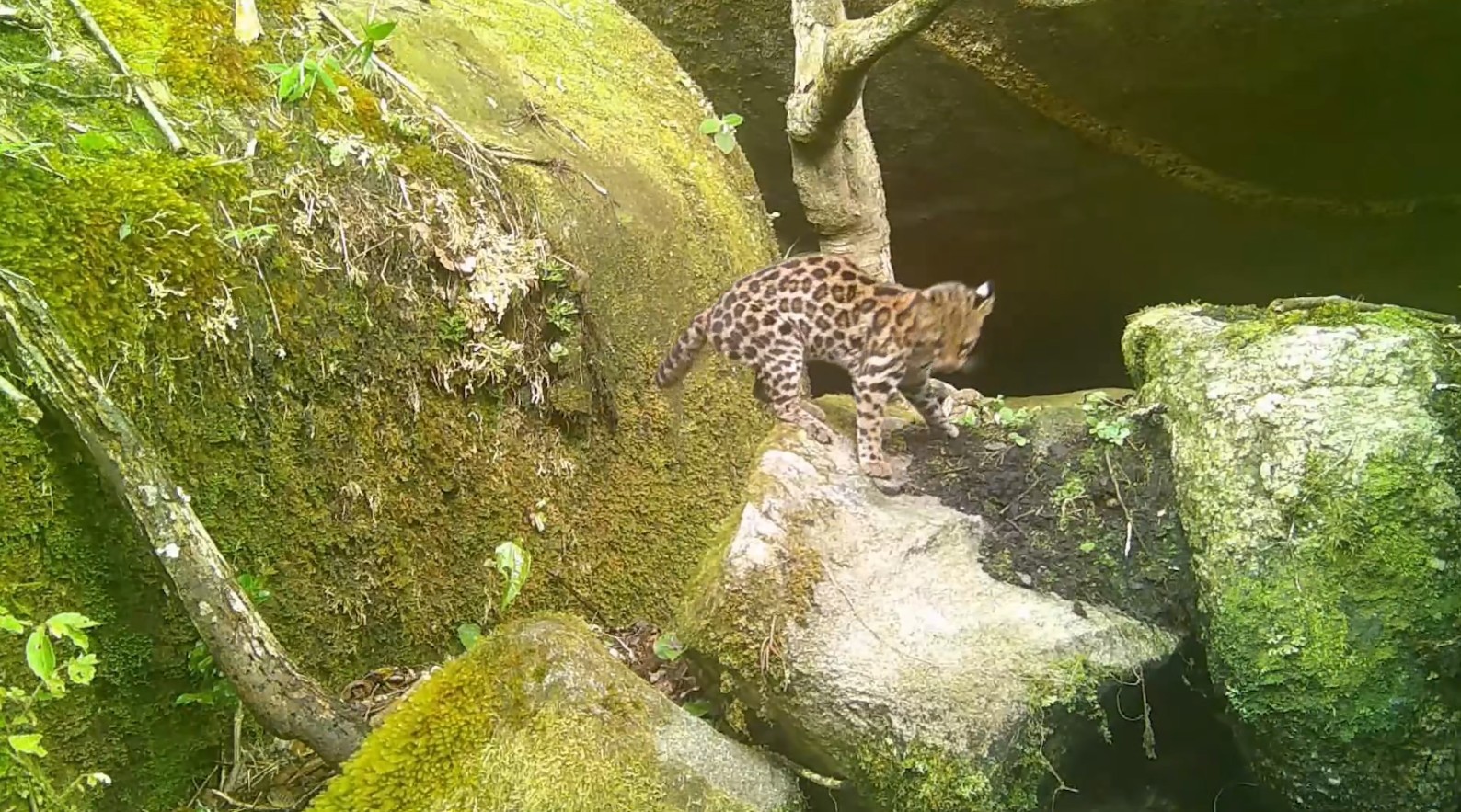 Gato-do-mato ameaçado de extinção é registrado no Parque Estadual dos Três Picos, RJ