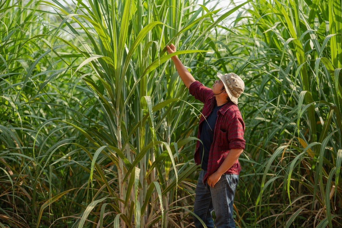 How does sustainable management boost the productivity of sugarcane cultivation?