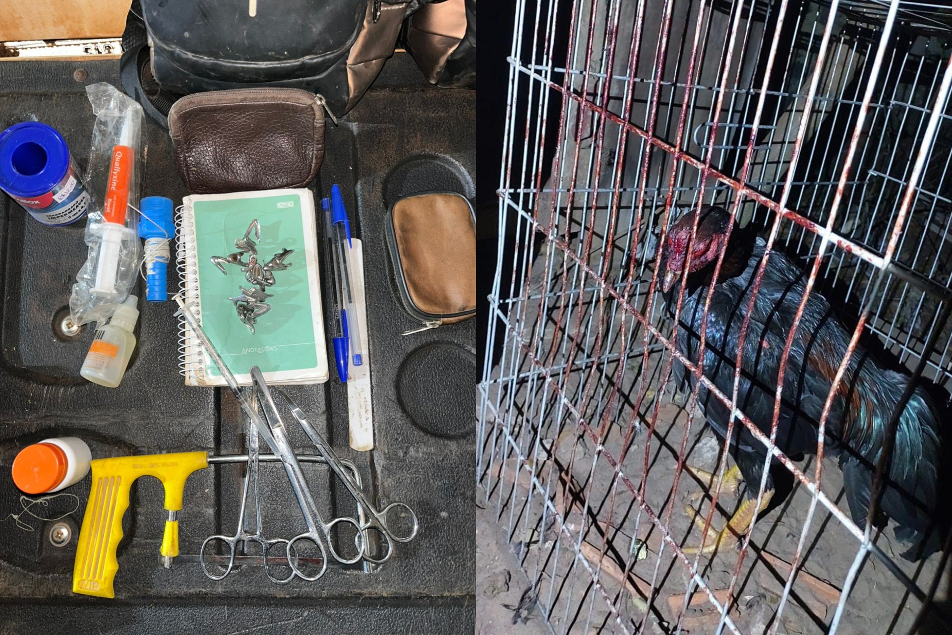 Polícia descobre rinha de galos com 131 aves em Fernandópolis; autuações ultrapassam R$ 800 mil