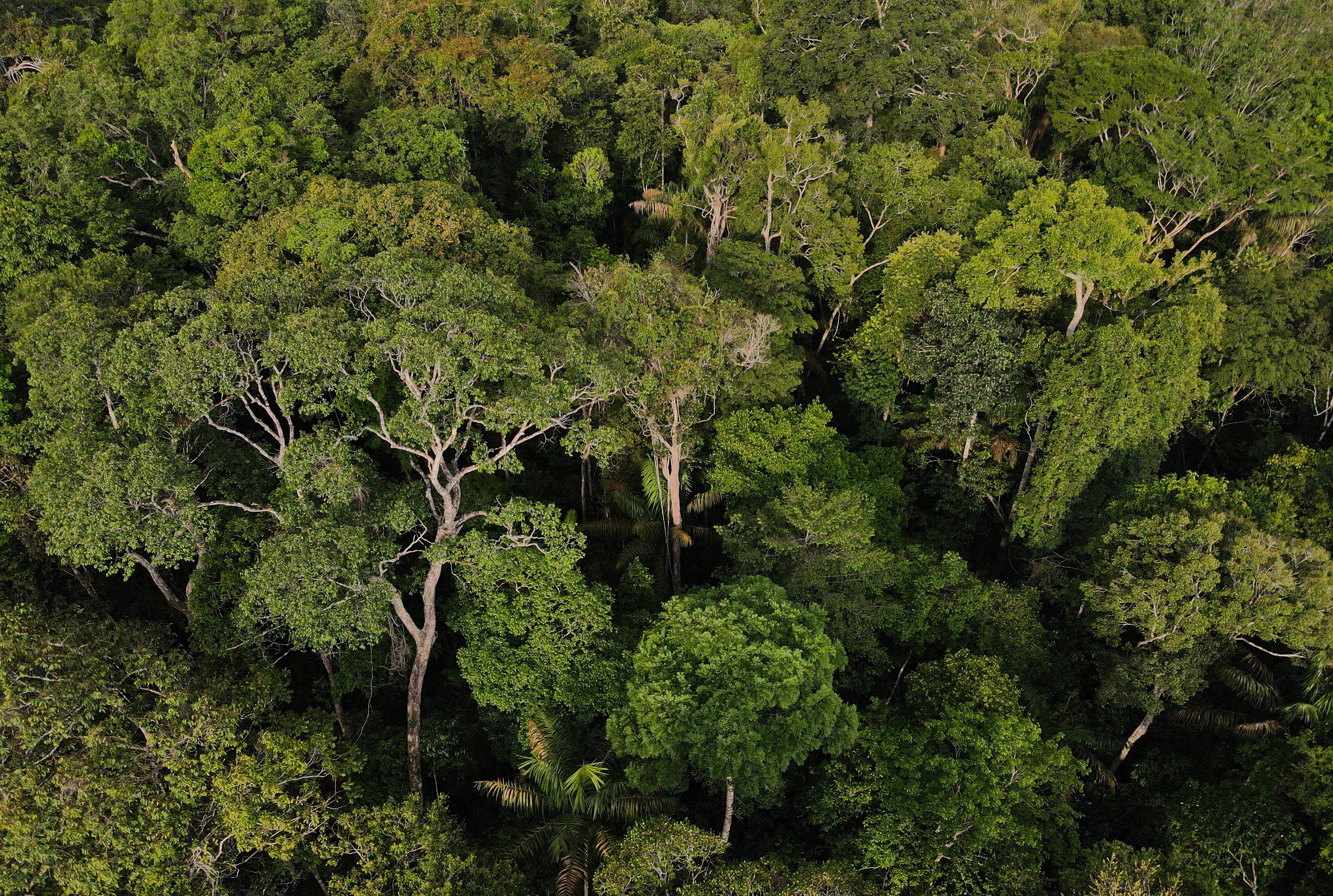 Taxa de desmatamento cai 29% em um ano no Amazonas, aponta Inpe