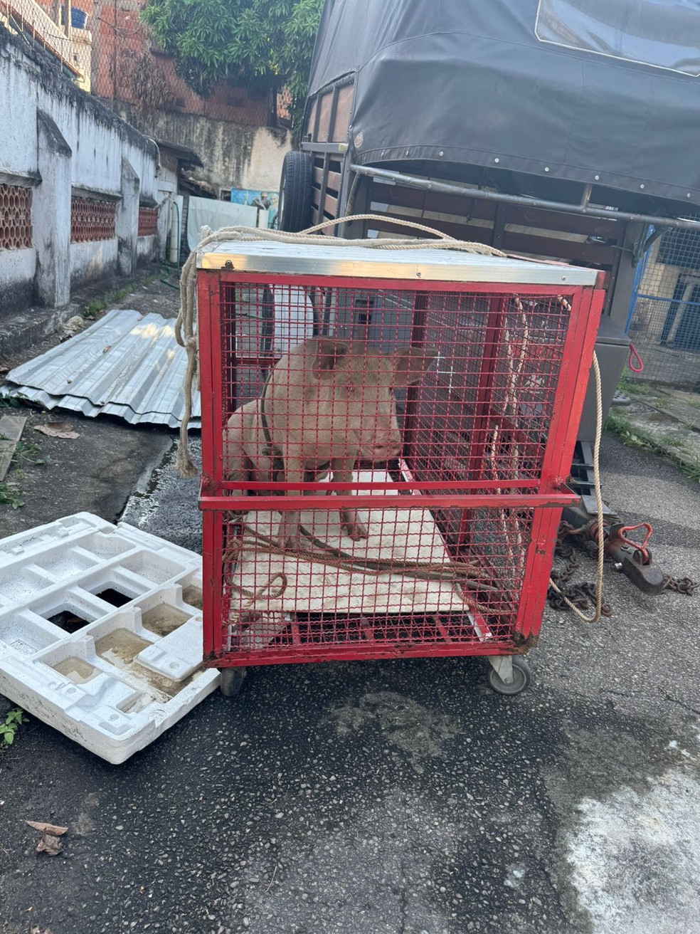 Os três porquinhos foram encontrados e capturados — Foto: Reprodução